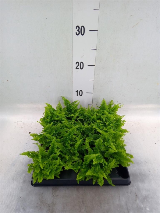 <h4>Nephrolepis exal.   ...</h4>