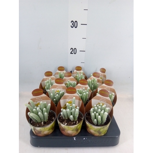 Cactus   ...