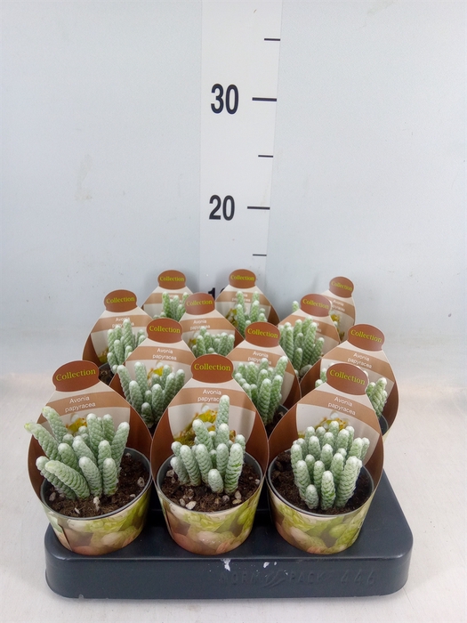 <h4>Cactus   ...</h4>