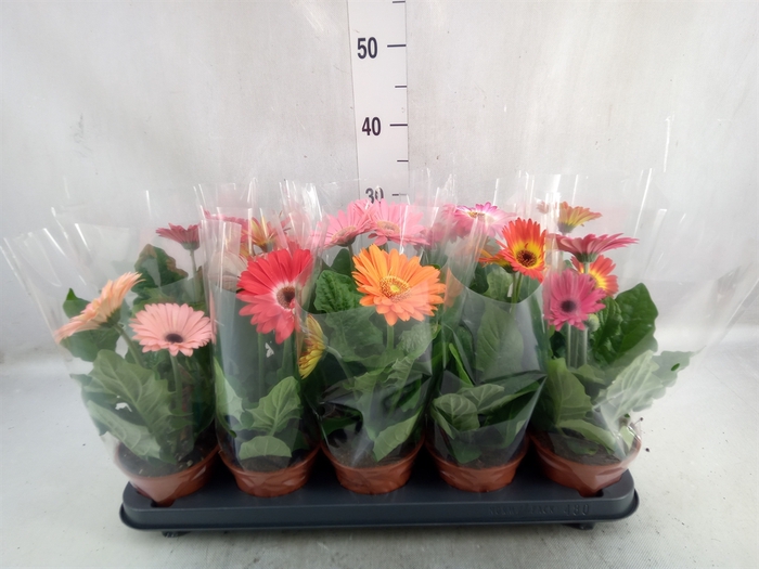 <h4>Gerbera   ...mix</h4>