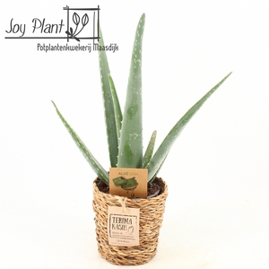 Aloe Vera P10,5 in Seagrass mand