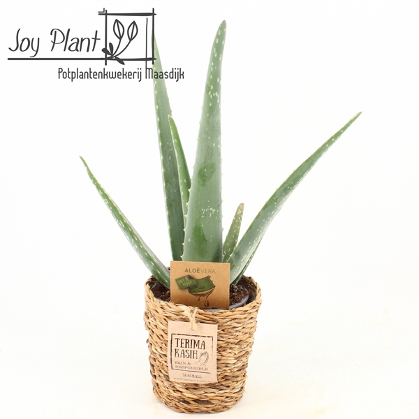 <h4>Aloe Vera P10,5 in Seagrass mand</h4>