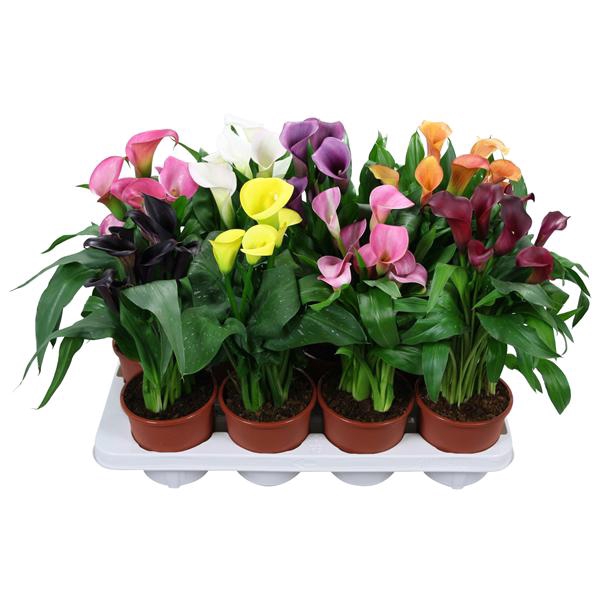 <h4>Zantedeschia gemengd Calla mix</h4>