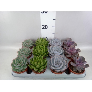 Echeveria   ...mix