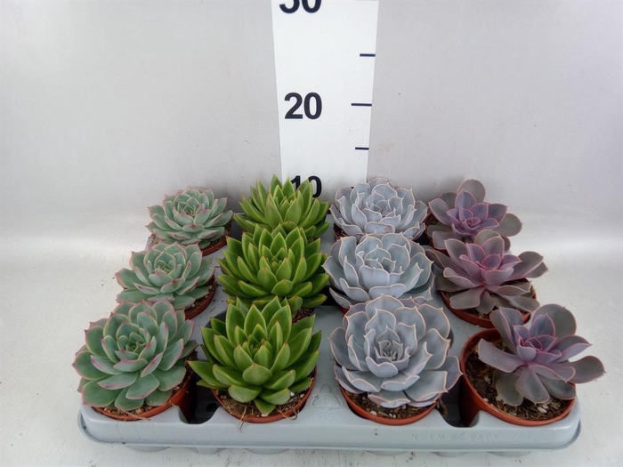 <h4>Echeveria   ...mix</h4>