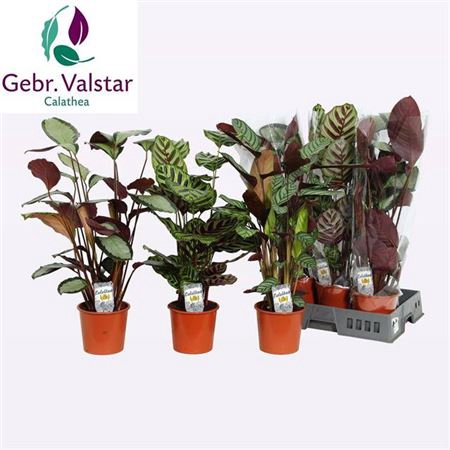 <h4>Calathea gemengd</h4>
