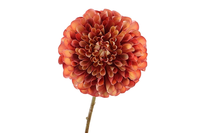 <h4>Dahlia Orange Yellow FL440196ORA</h4>