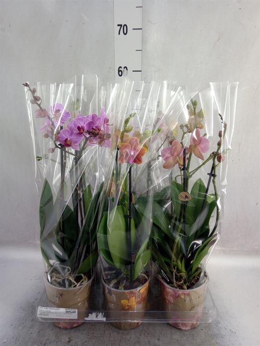 Phalaenopsis   ...mix