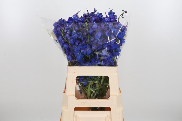 <h4>Delph En Donna</h4>