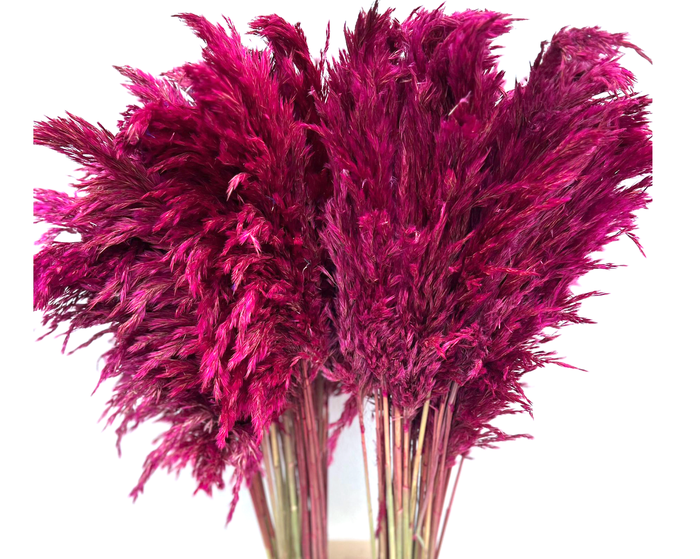 Dried Cortaderia Naturally Pink