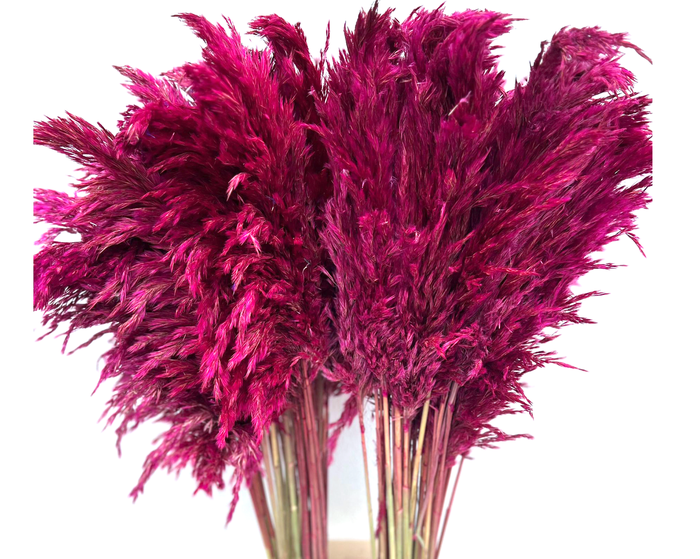 <h4>Dried Cortaderia Naturally Pink</h4>