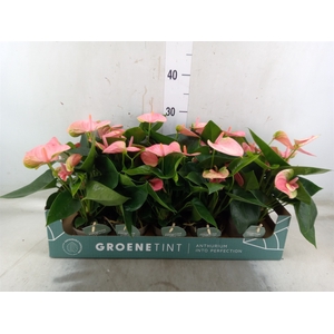 Anthurium andr. 'Sweet Dream'