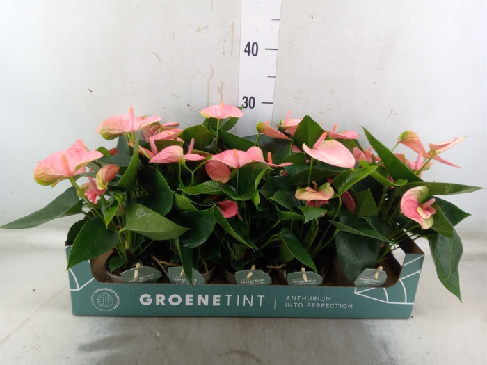 <h4>Anthurium andr. 'Sweet Dream'</h4>