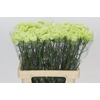 Dianthus St Lady Moe