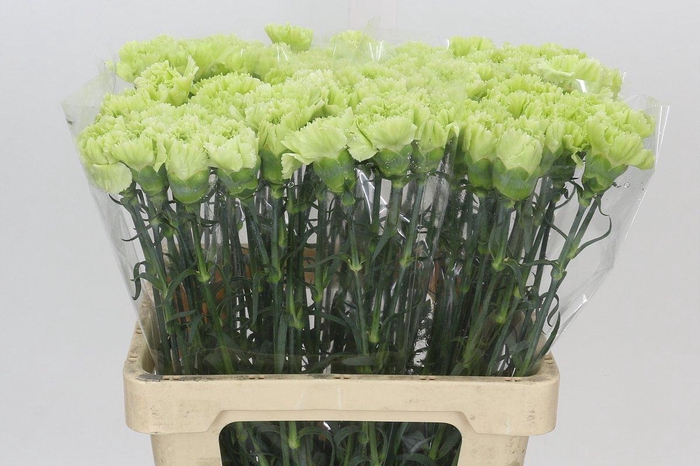 Dianthus St Lady Moe