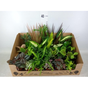 Planten Groen   ...mix 24