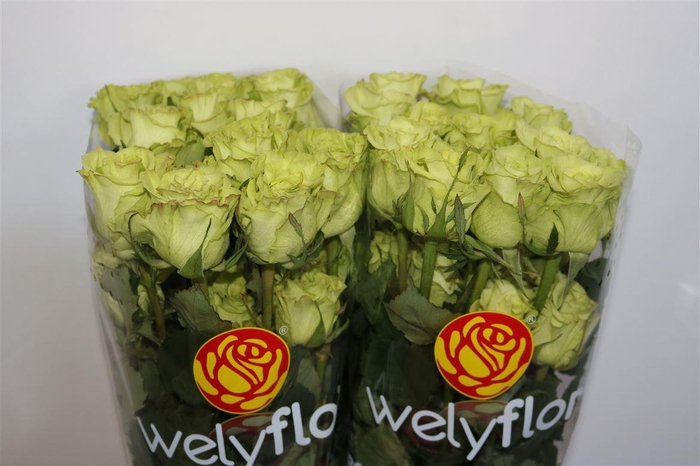 <h4>R Gr Supergreen</h4>