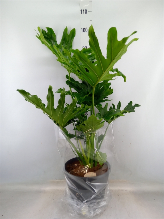 <h4>Philodendron bipinn. 'Little Hope'</h4>