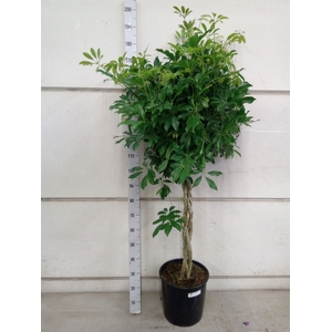 Schefflera arbor. 'Compacta'