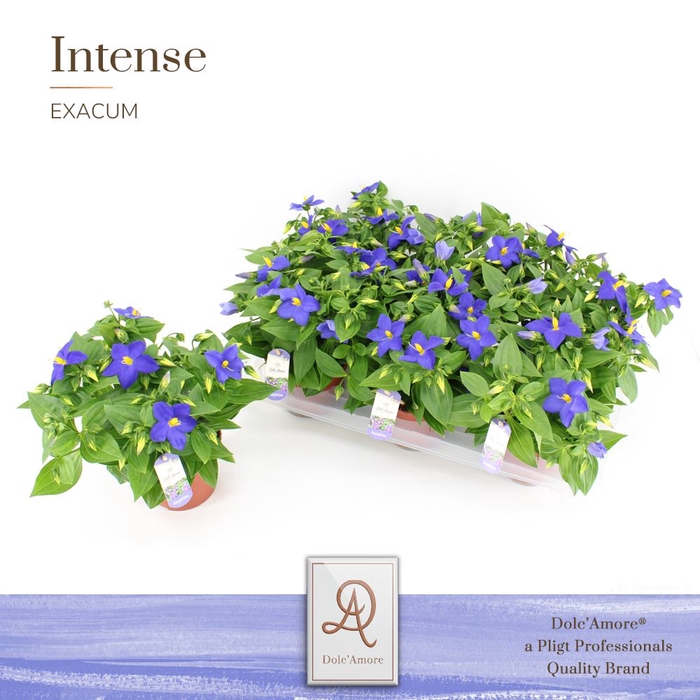 <h4>Exacum trinervium 'Sapphire'</h4>