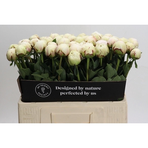 PAEONIA ODILE