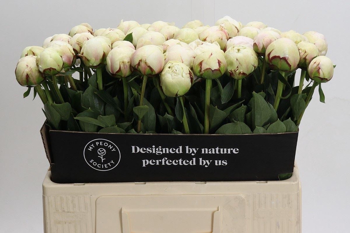 <h4>PAEONIA ODILE</h4>