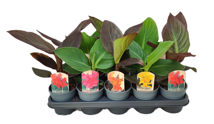 <h4>Canna Cannova Zonder Bloem p 12</h4>