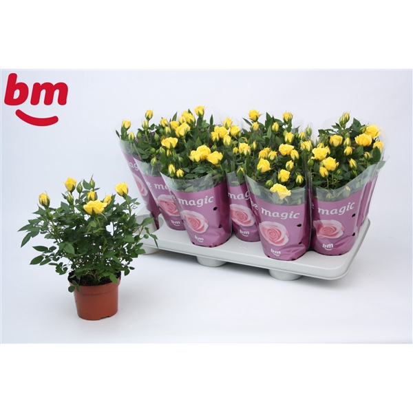 <h4>Rosa Amazing Jewel Beau Monde Yellow (10,5 cm)</h4>