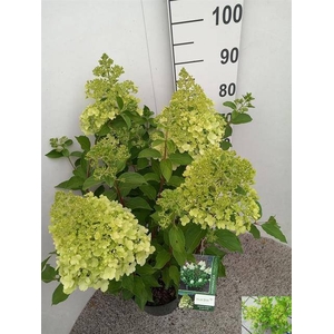 HYDR PANICULATA