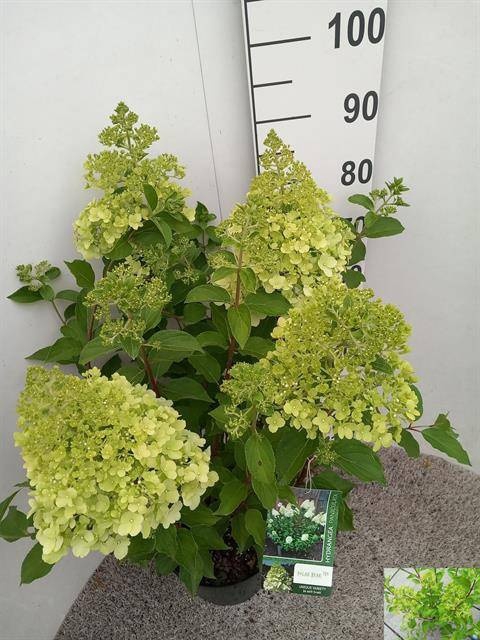 <h4>HYDR PANICULATA</h4>