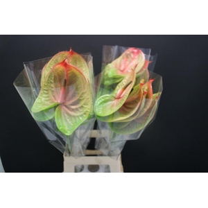 Anthurium Licosa