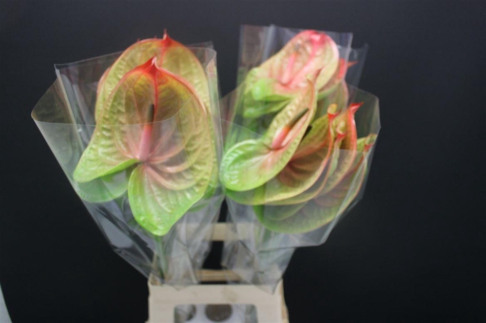 <h4>Anthurium Licosa</h4>