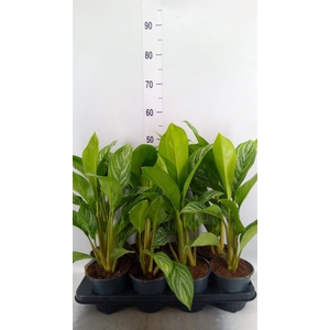 Aglaonema GB 'Stripes'