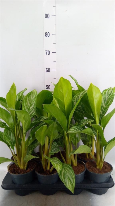 <h4>Aglaonema GB 'Stripes'</h4>