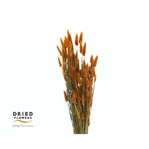 Dried Bleached Lagurus Japandi 100gr