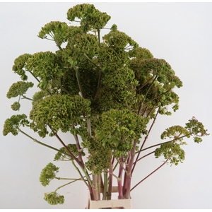 FOENICULUM VULGARE