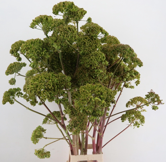 <h4>FOENICULUM VULGARE</h4>