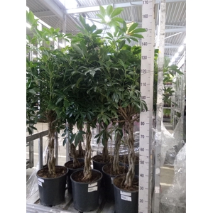Schefflera arbor. 'Compacta'