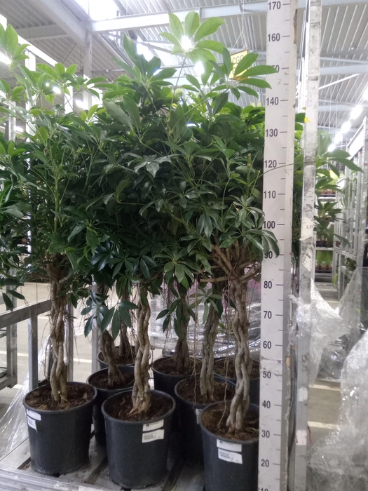 <h4>Schefflera arbor. 'Compacta'</h4>