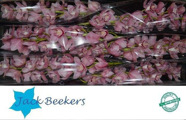 <h4>CYMB T ESMERALDA</h4>