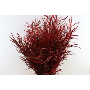 Grevillea Kbh Red 200gr P Bunch