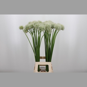 Allium Mount Everest