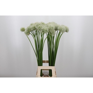 Allium Mount Everest