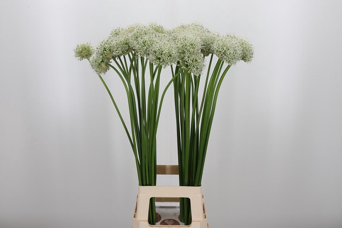 <h4>Allium Mount Everest</h4>