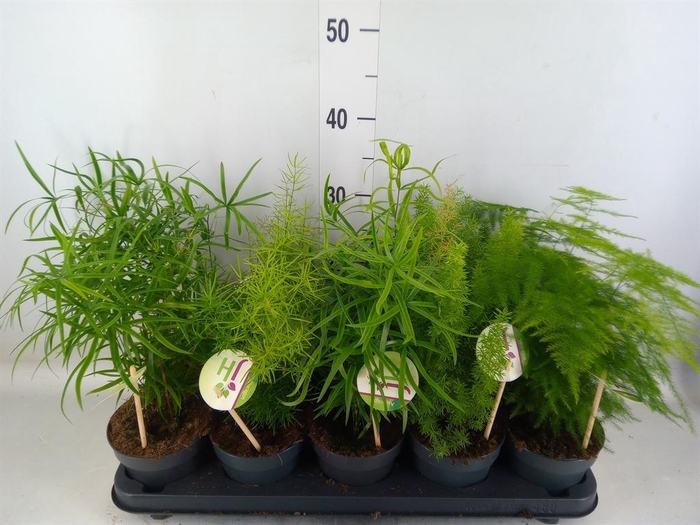 <h4>Asparagus   ...mix</h4>