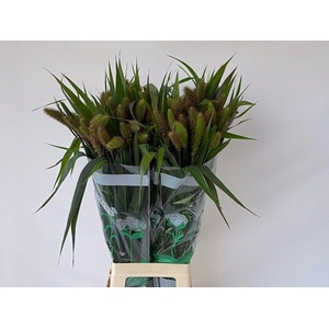 SETARIA IT RED JEWEL