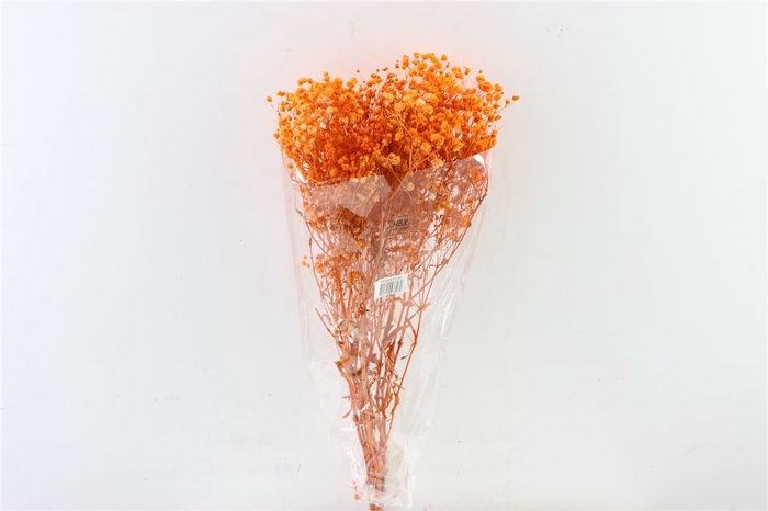 Pres Gyps Orange Bunch Slv