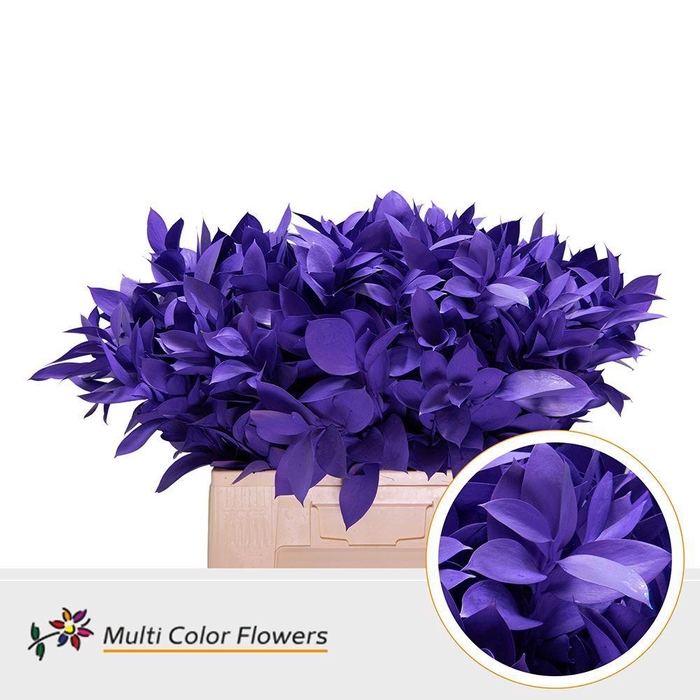 <h4>Ruscus   ...colored H%</h4>