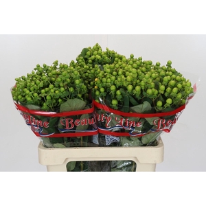 Hypericum Globo Applegreen
