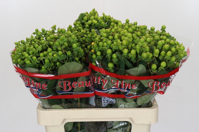 <h4>Hypericum Globo Applegreen</h4>